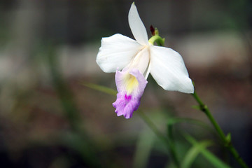 竹葉蘭 蘭花特寫