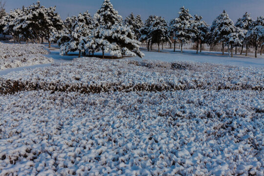 東北冬天霧凇樹掛雪景78
