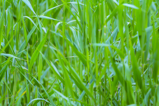 青草