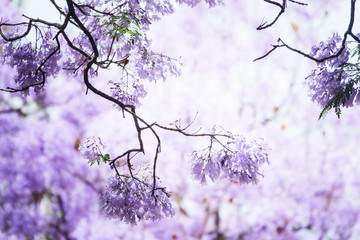 浪漫藍花楹背景素材