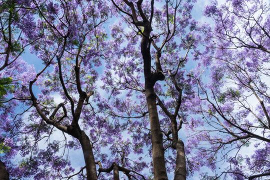 浪漫藍(lán)花楹背景素材