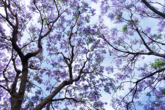 浪漫藍(lán)花楹背景素材