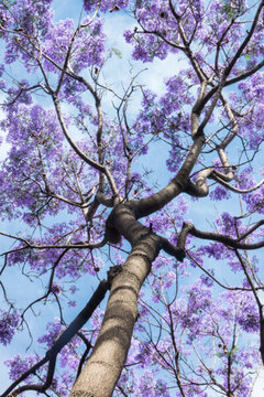 浪漫藍花楹背景素材