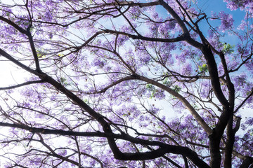 浪漫藍(lán)花楹背景素材
