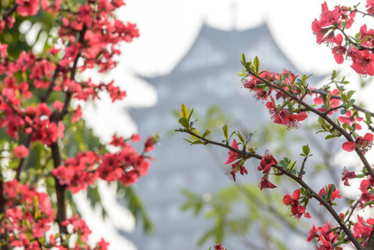 海棠花 古樓