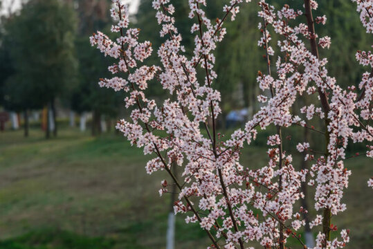 李花