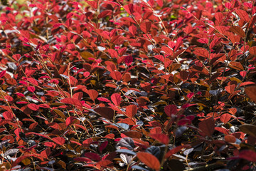紅葉