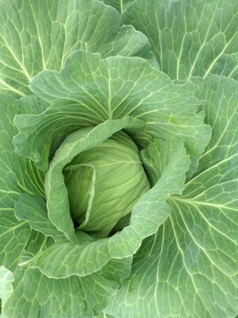 包包菜