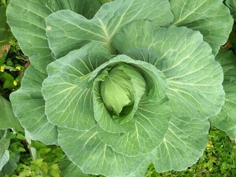 包包菜