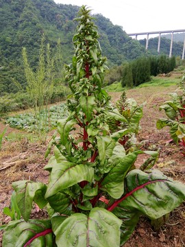 厚皮菜