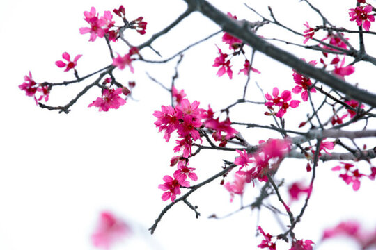 櫻花