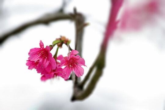 櫻花