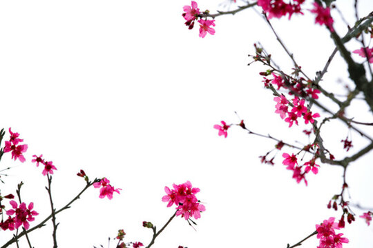 櫻花