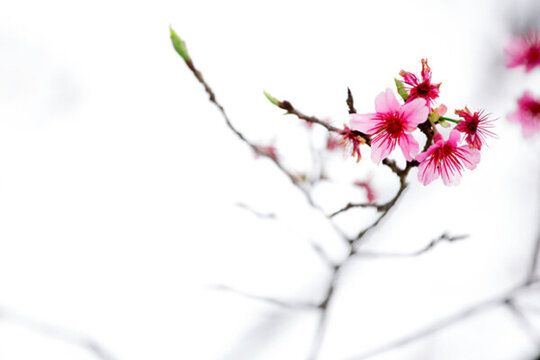 櫻花