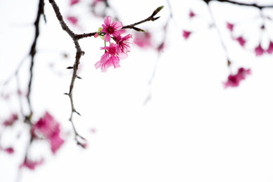 櫻花