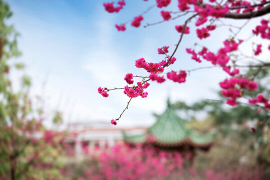 櫻花
