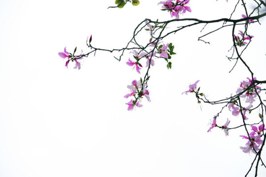 紫荊花
