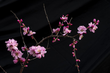 榆樹梅