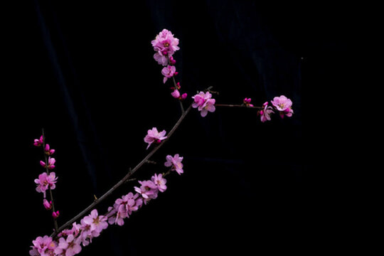 榆樹(shù)梅