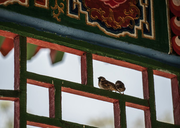 鳥窩  鳥巢