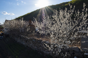 農(nóng)家李子樹開花