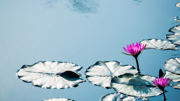 蓮花