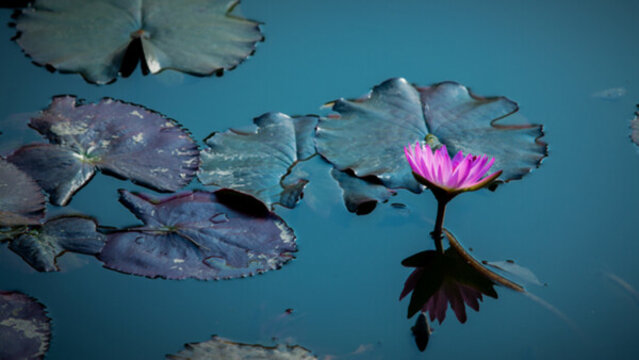 蓮花