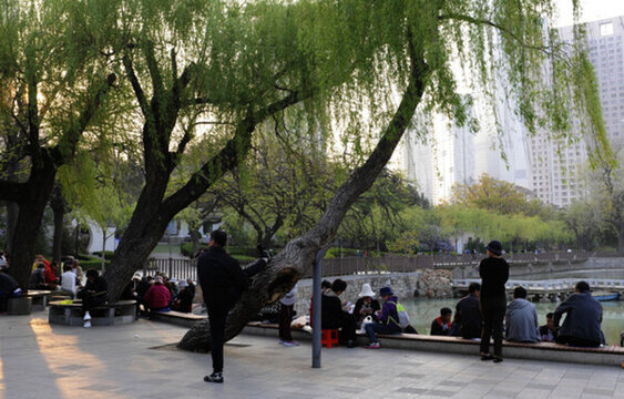 老樹(shù) 奇樹(shù) 強(qiáng)樹(shù)
