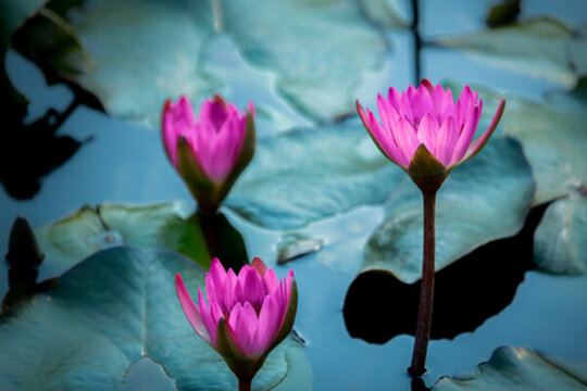 蓮花