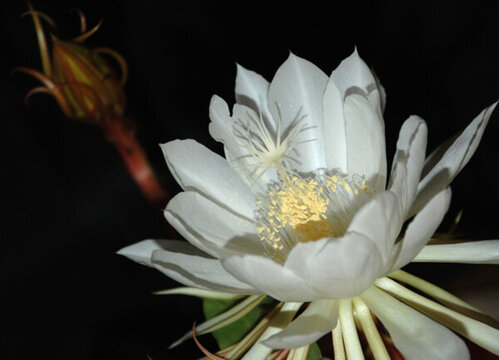 曇花