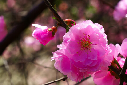 桃花