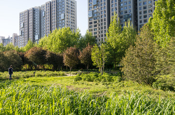 蘋果社區(qū) 住宅小區(qū) 小區(qū)綠化