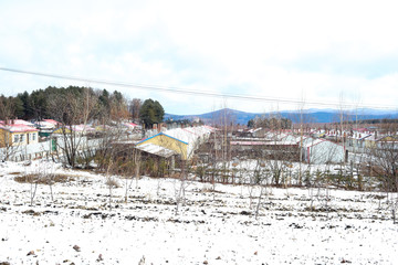 覆雪的玉米地 東北的村莊