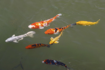 多條游動(dòng)金魚
