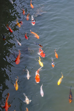 多條游動金魚