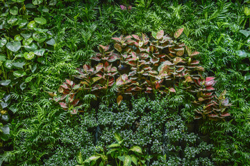 綠色植物墻