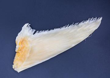 青片魚(yú)翅