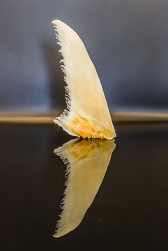 青片魚(yú)翅