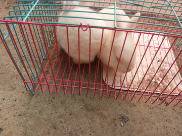 兔子