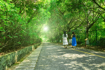 樹林步道