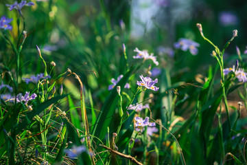 春季花卉