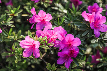 春季花卉