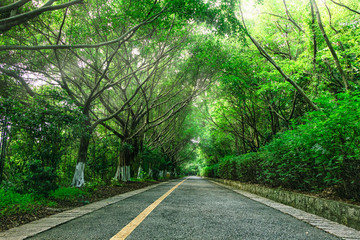 林蔭小路 林間小道