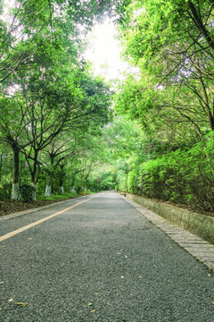林蔭小路 林間小道