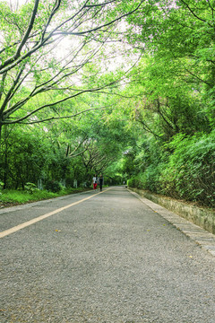 森林綠道