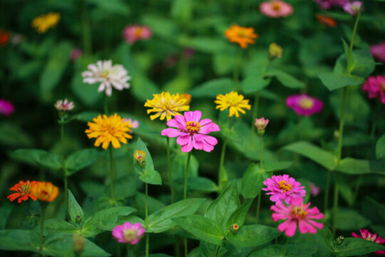 小花