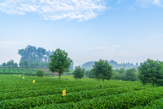 茶海茶業(yè)基地