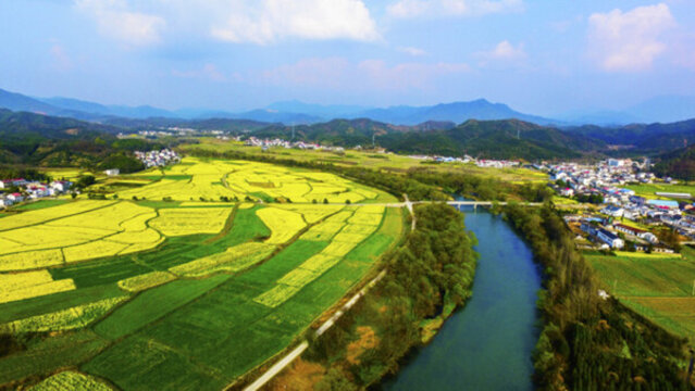 東莊油菜花寬幅