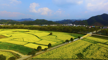 東莊油菜花寬幅