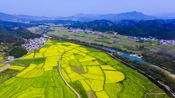 東莊油菜花寬幅